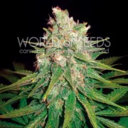 Mazar x Great White Shark – World of Seeds – Feminizowane
