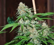 Mazar x White Rhino – World of Seeds – Feminizowane