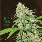 Mazar x White Rhino – World of Seeds – Feminizowane