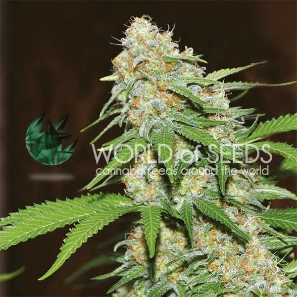 Mazar x White Rhino – World of Seeds – Feminizowane