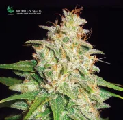 Mazar x White Rhino – World of Seeds – Feminizowane