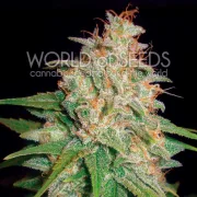 Mazar x White Rhino – World of Seeds – Feminizowane