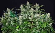 Mazar x White Rhino – World of Seeds – Feminizowane