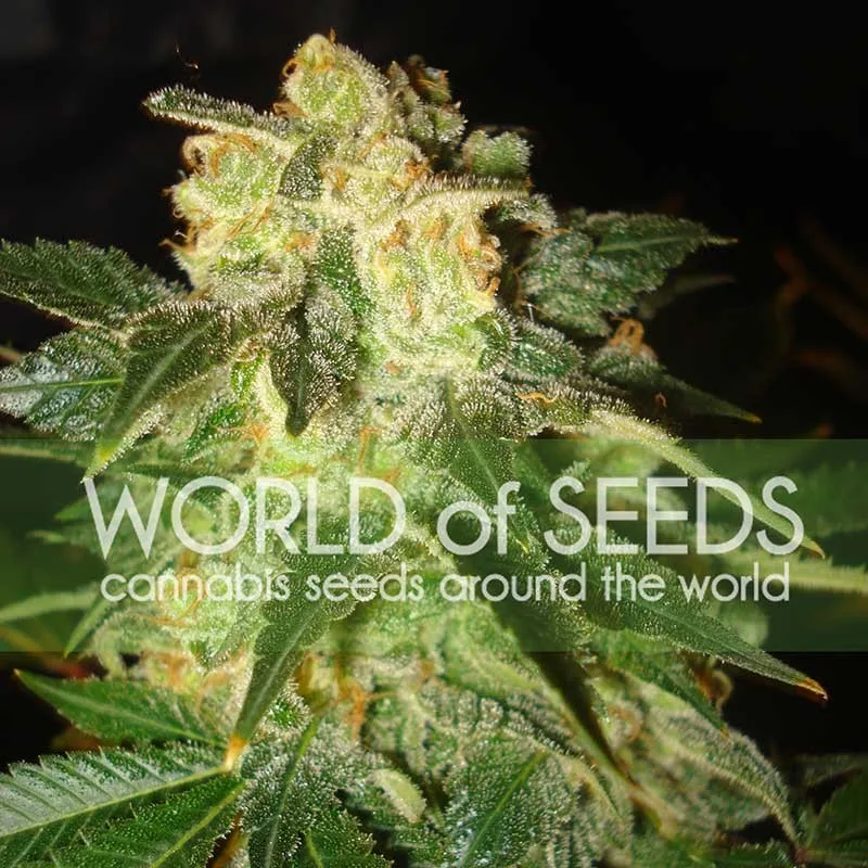 Pakistan Ryder Autoflowering – World of Seeds – Autoflowering