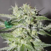 Pakistan Valley – World of Seeds – Feminizowane