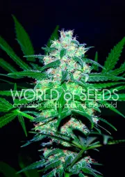 Pakistan Valley – World of Seeds – Feminizowane