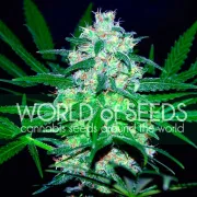 Pakistan Valley – World of Seeds – Feminizowane