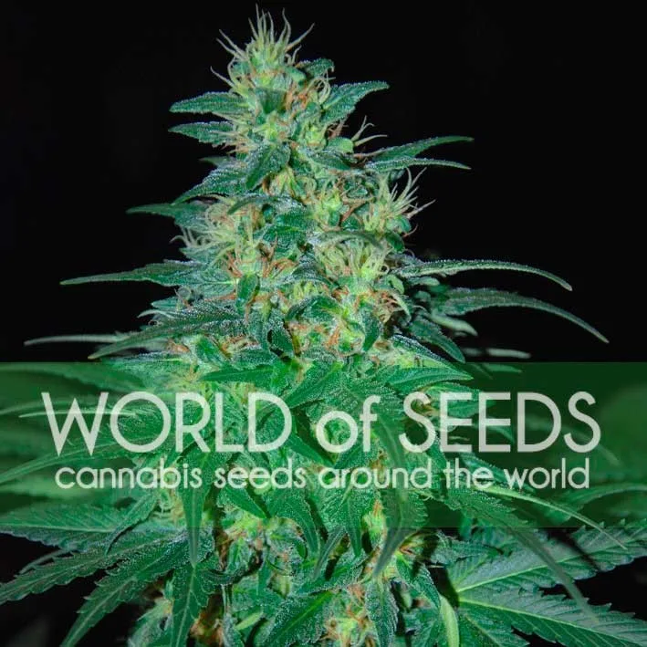 South African Kwazulu – World of Seeds – Feminizowane