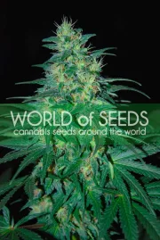 South African Kwazulu – World of Seeds – Feminizowane