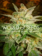 Star 47 – World of Seeds – Feminizowane