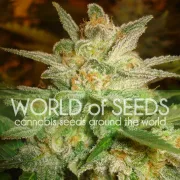 Star 47 – World of Seeds – Feminizowane