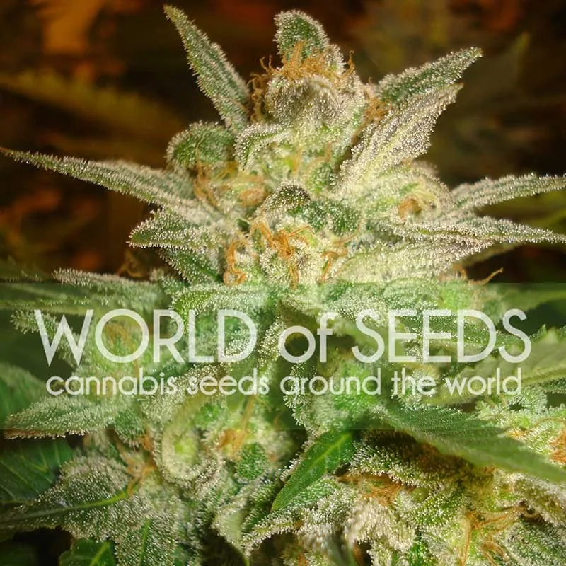 Star 47 – World of Seeds – Feminizowane
