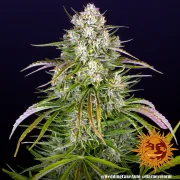Wedding Cake Auto – Barneys Farm – Autoflowering