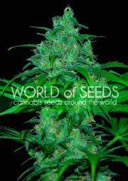 Wild Thailand – World of Seeds – Feminizowane
