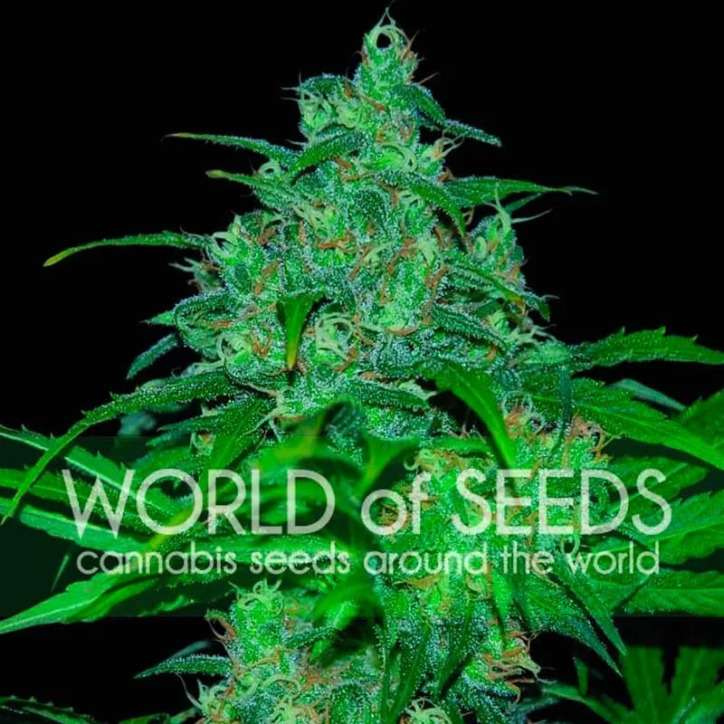 Wild Thailand – World of Seeds – Feminizowane