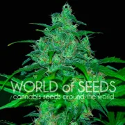 Wild Thailand – World of Seeds – Feminizowane