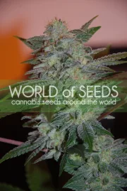 Yumbolt 47 – World of Seeds – Feminizowane
