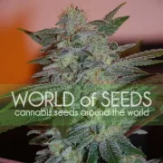Yumbolt 47 – World of Seeds – Feminizowane