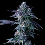 DNA Genetics Chocolope – DNA Genetics – Feminizowane