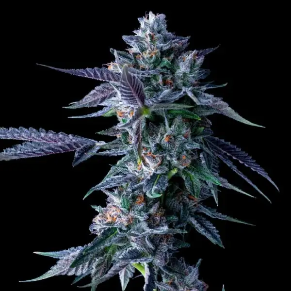 DNA Genetics Chocolope – DNA Genetics – Feminizowane