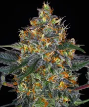 Moby Dick Auto