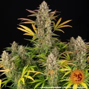 Amnesia Haze Auto – Barneys Farm – Autoflowering