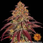 MIMOSA X ORANGE PUNCH AUTO
