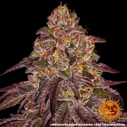 MIMOSA X ORANGE PUNCH AUTO – Barneys Farm – Autoflowering