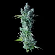 Kosher Dawg – DNA Genetics – Feminizowane