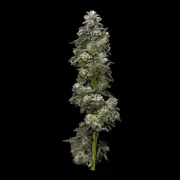 Bakers Delight – DNA Genetics – Feminizowane