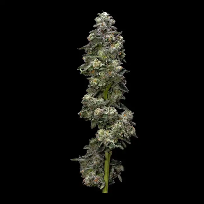 Bakers Delight – DNA Genetics – Feminizowane