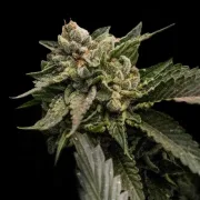 Strawberry Sorbet – DNA Genetics – Feminizowane