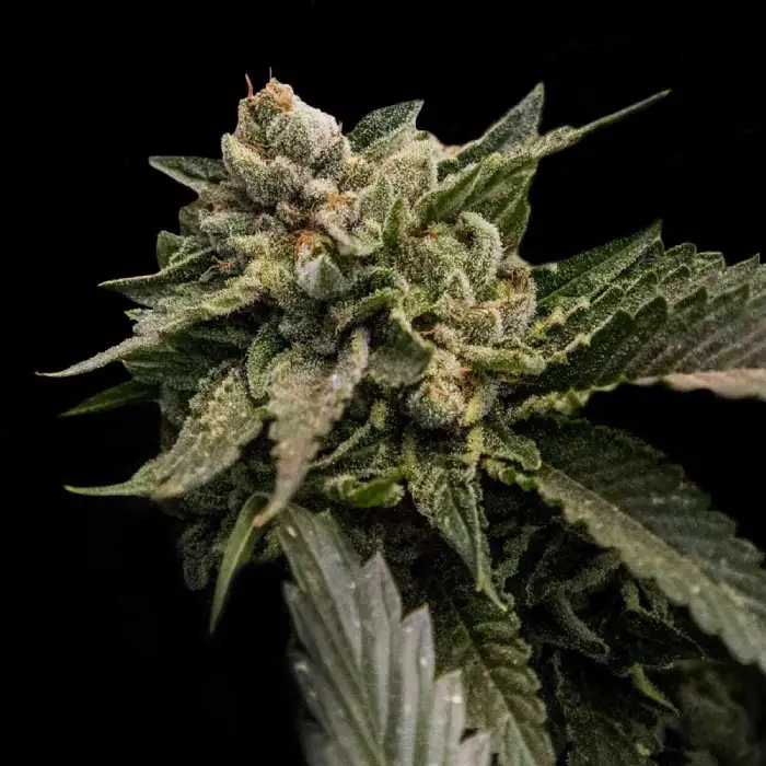 Strawberry Sorbet – DNA Genetics – Feminizowane