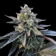 Gelato Sorbet – DNA Genetics – Feminizowane