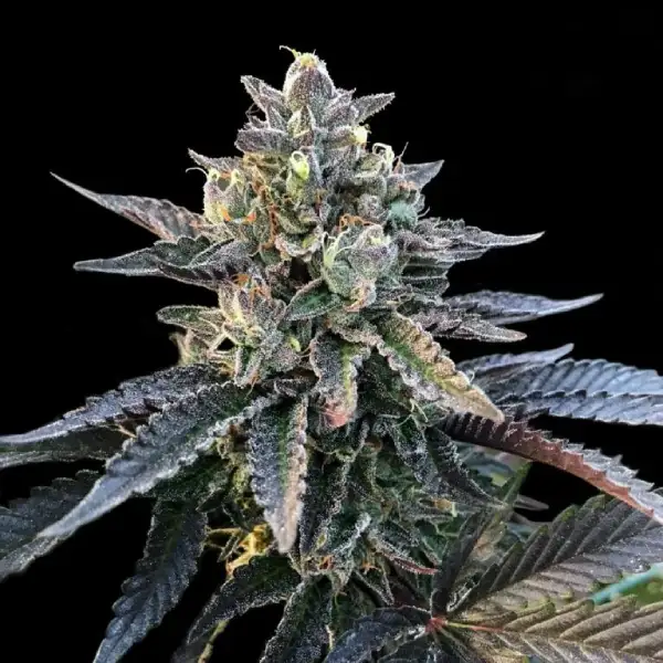 Gelato Sorbet – DNA Genetics – Feminizowane