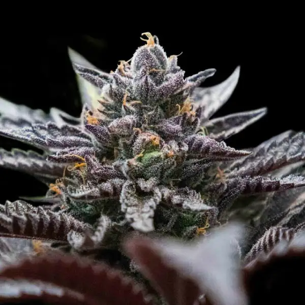 Double Stuffed Sorbet – DNA Genetics – Feminizowane