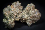 Caramba – Paradise Seeds – Feminizowane