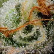 Caramba – Paradise Seeds – Feminizowane