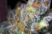 Caramba – Paradise Seeds – Feminizowane