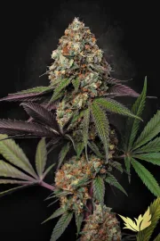 Caramba – Paradise Seeds – Feminizowane