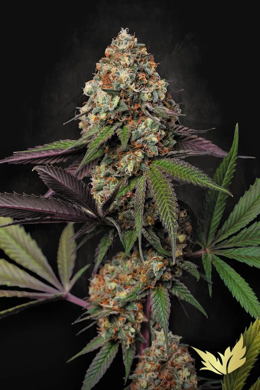 Caramba – Paradise Seeds – Feminizowane