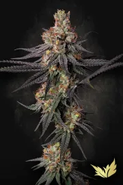 Gulupa – Paradise Seeds – Feminizowane