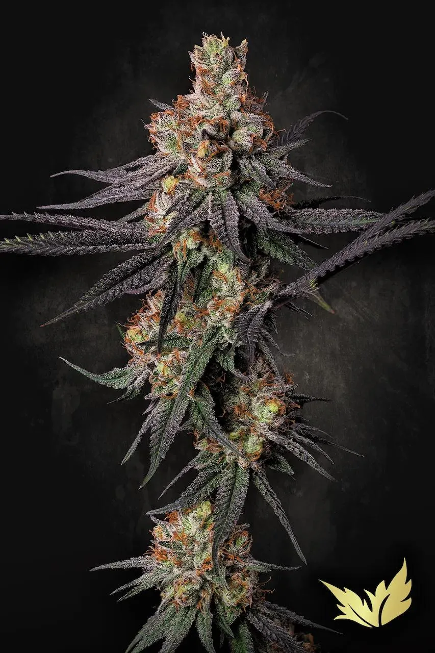 Gulupa – Paradise Seeds – Feminizowane