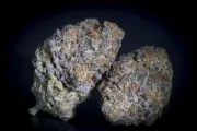 Gulupa – Paradise Seeds – Feminizowane
