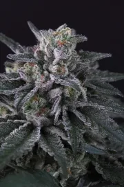 Gulupa – Paradise Seeds – Feminizowane