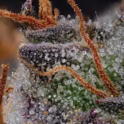 Gulupa – Paradise Seeds – Feminizowane