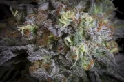 Gulupa – Paradise Seeds – Feminizowane
