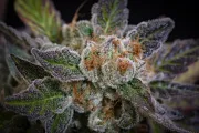 Sweetopia – Paradise Seeds – Feminizowane