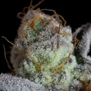 Sweetopia – Paradise Seeds – Feminizowane