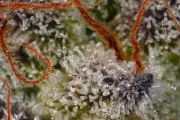 Sweetopia – Paradise Seeds – Feminizowane